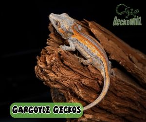 How to tell if your Gargoyle Gecko is male or female