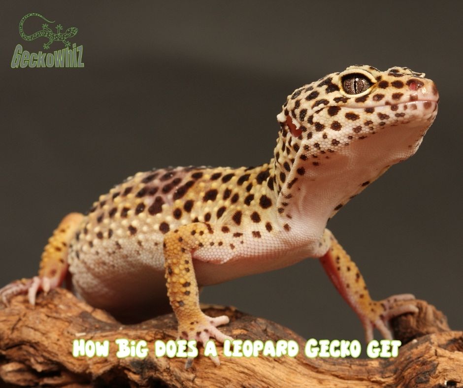 how big does a leopard gecko get