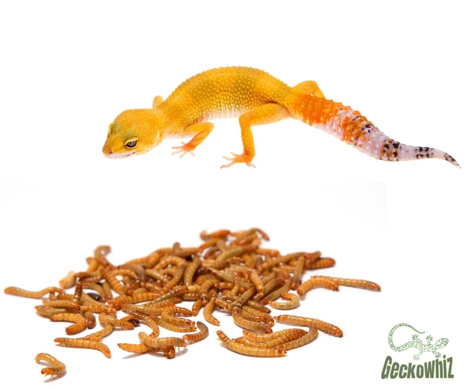 How To Keep Mealworms For Leopard Geckos at Ingrid Horton blog