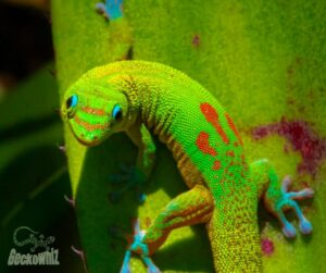 Hawaiian Geckos in Captivity! A Comprehensive Guide.