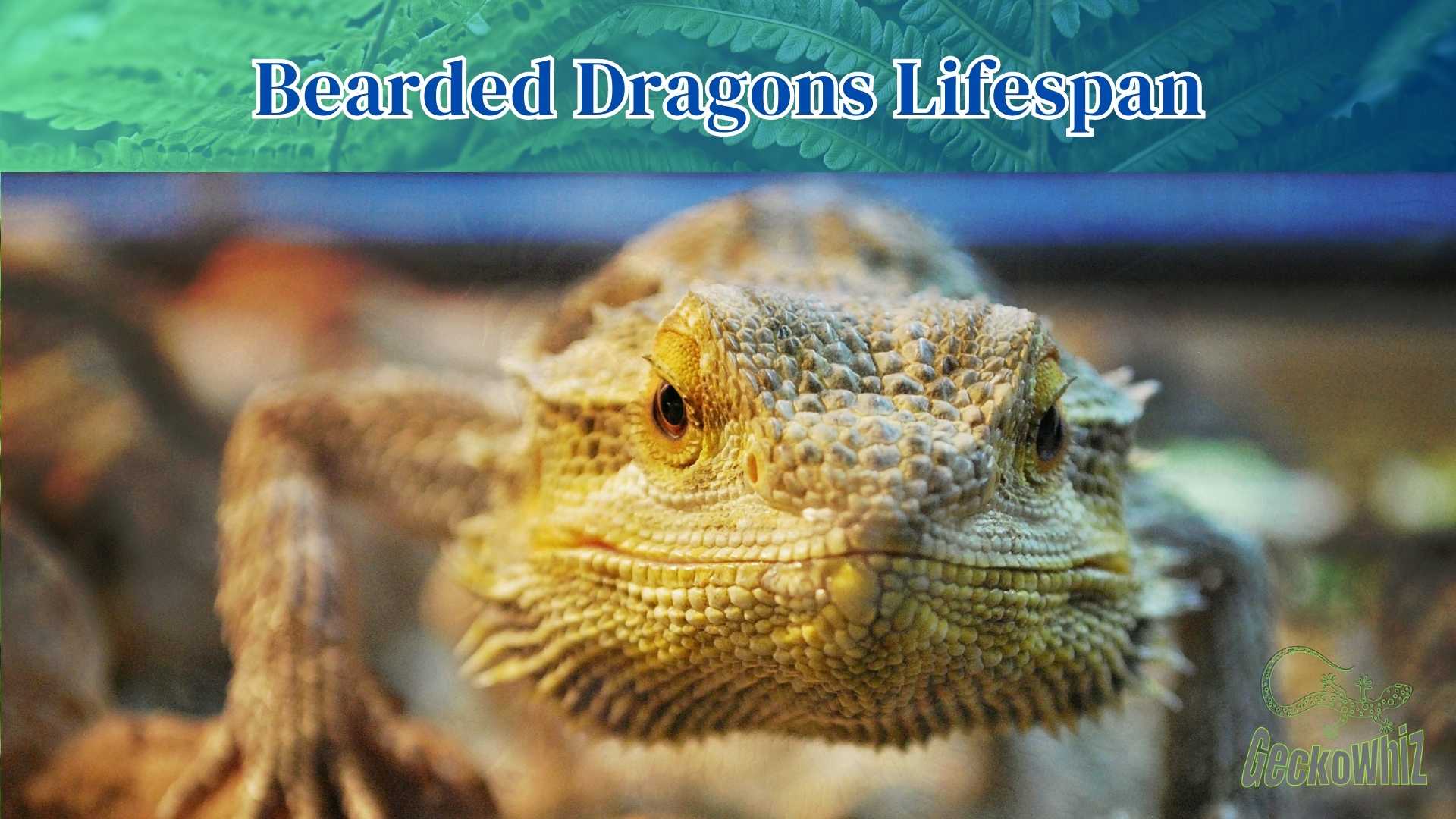 The Bearded Dragons Lifespan: Everything You Need to Know