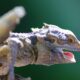 Bearded Dragon open Mouth