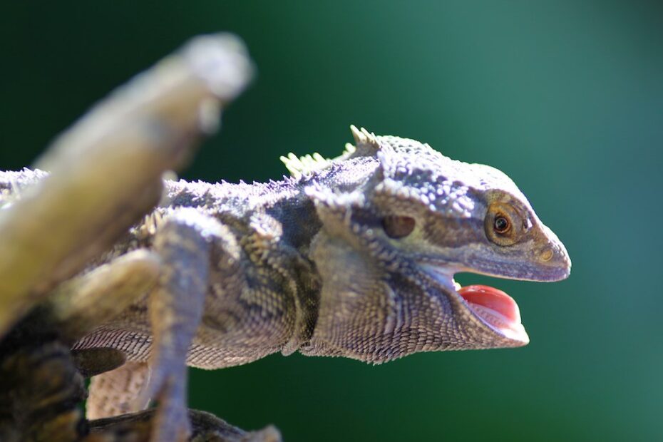 Bearded Dragon open Mouth