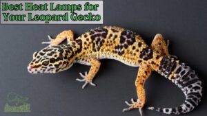 What are the Best Heat Lamps for Your Leopard Gecko?