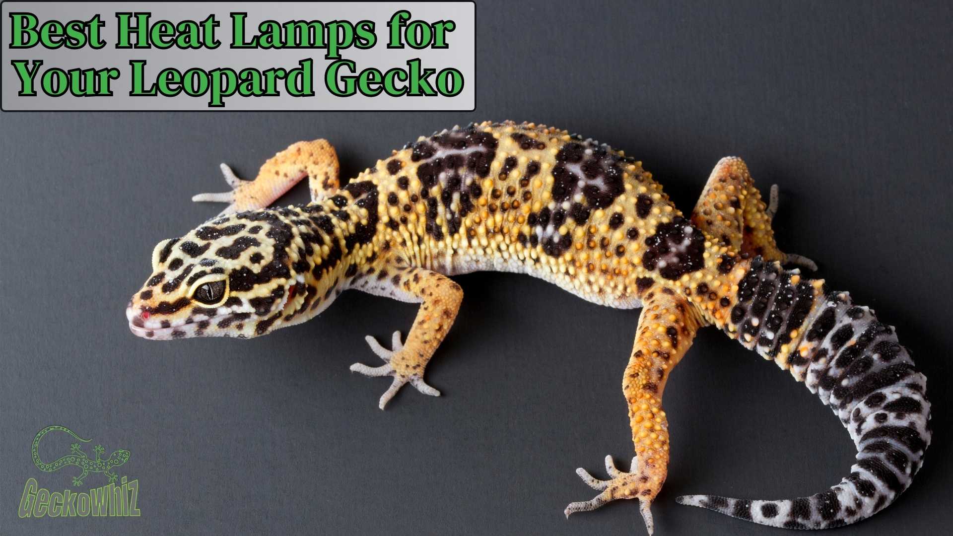 What are the Best Heat Lamps for Your Leopard Gecko?