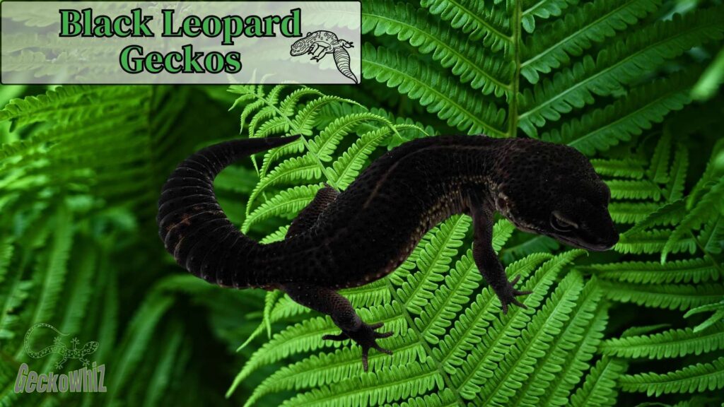 How Do Black Leopard Geckos Get Their Black Color?
