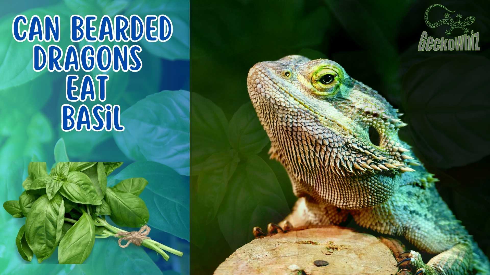 Can Bearded Dragons Eat Basil? Exploring the Benefits and Risks