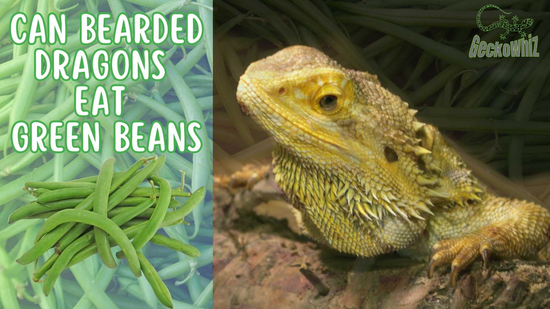 Nutrition Insights: Can Bearded Dragons Eat Green Beans?