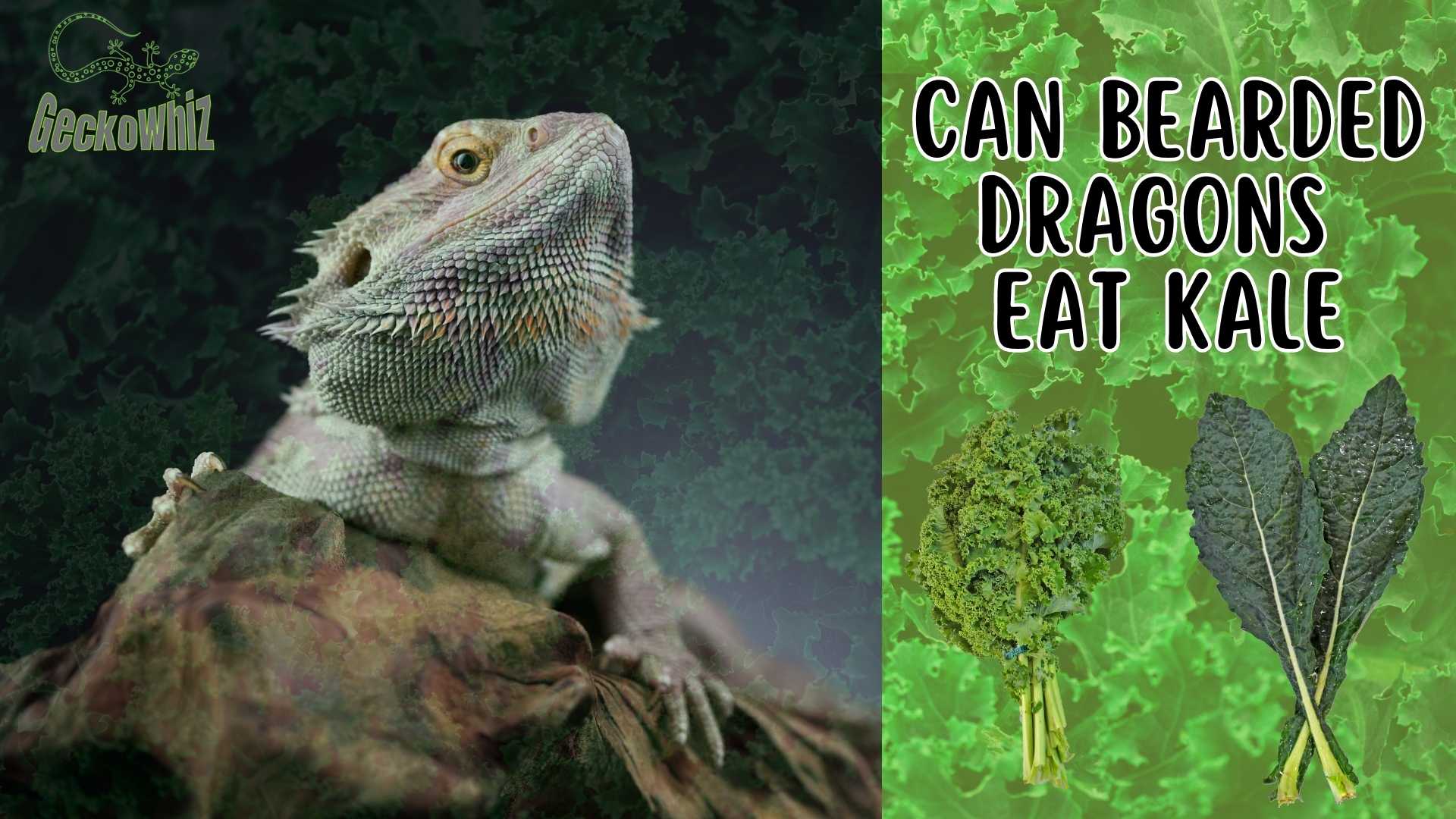Kale for Bearded Dragons Can They Safely Consume This Leafy?