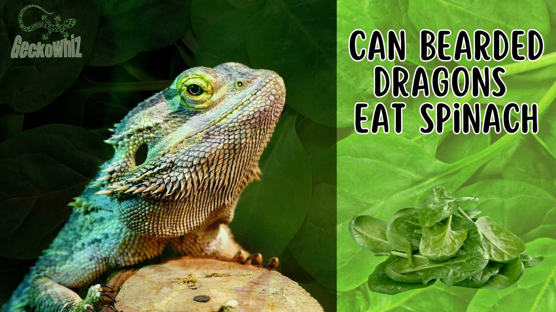 can-bearded-dragons-eat-spinach-exploring-the-best-diet-for-it