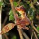 satanic leaf-tailed gecko