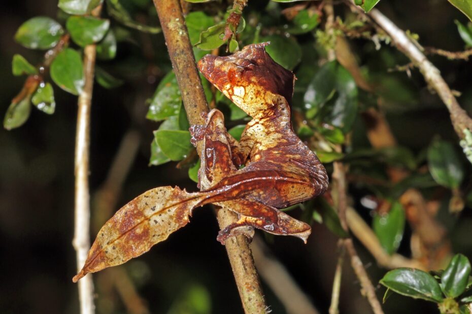 satanic leaf-tailed gecko