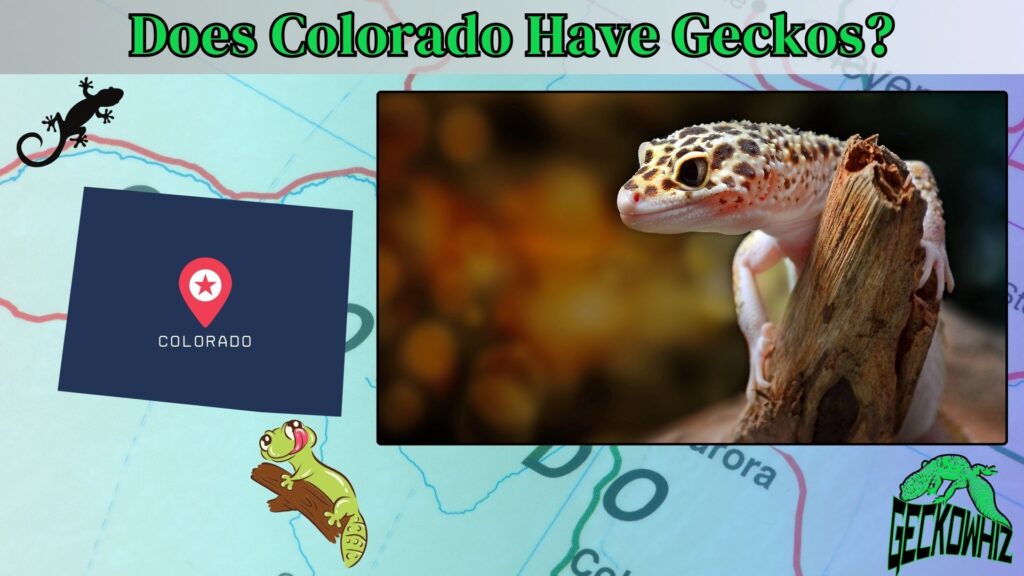 Unveiling the Truth: Does Colorado Have Geckos?