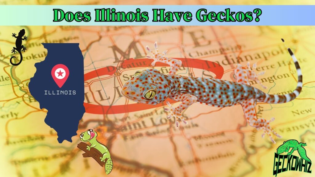 Exploring the Truth: Does Illinois Have Geckos?