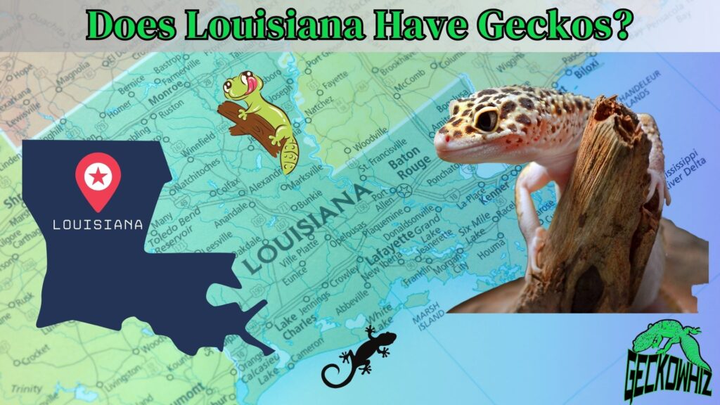 Exploring the Truth: Does Louisiana Have Geckos?