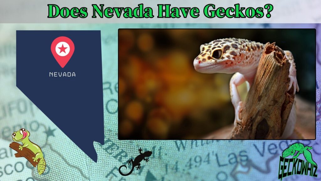Discovering Wildlife: Does Nevada Have Geckos?