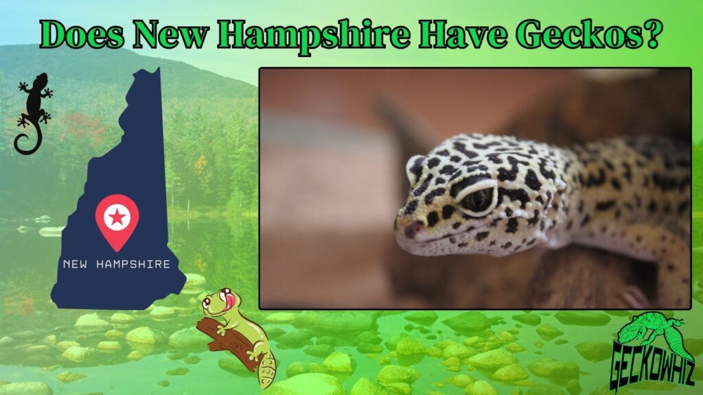 Answered: Does New Hampshire Have Geckos? | Wildlife Guide