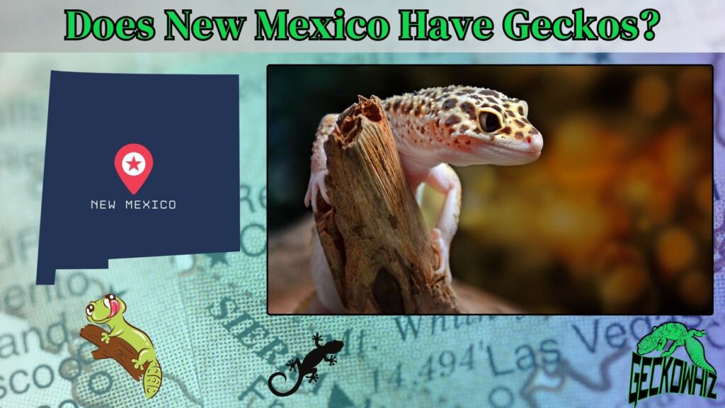 Does New Mexico Have Geckos?