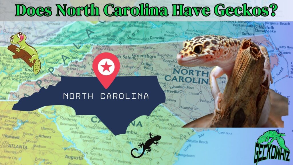 Unveiling the Truth: Does North Carolina Have Geckos?