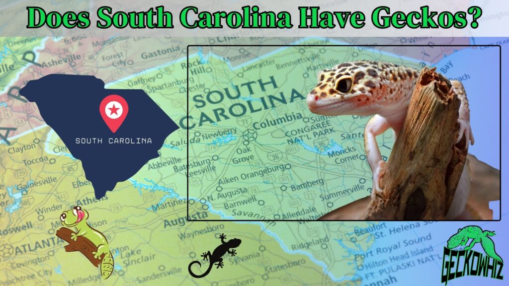 Does South Carolina Have Geckos? Discover Local Wildlife