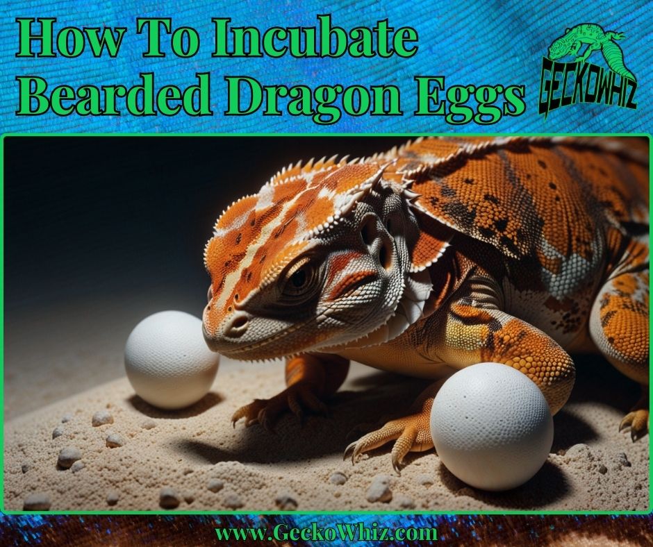 How To Incubate Bearded Dragon Eggs Successfully at Home