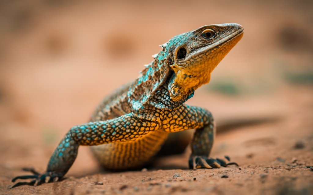 How To Get Rid Of Lizards In The House: Comprehensive Guide