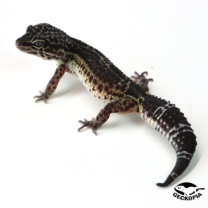 Exploring Options: Where can I buy a black leopard gecko?